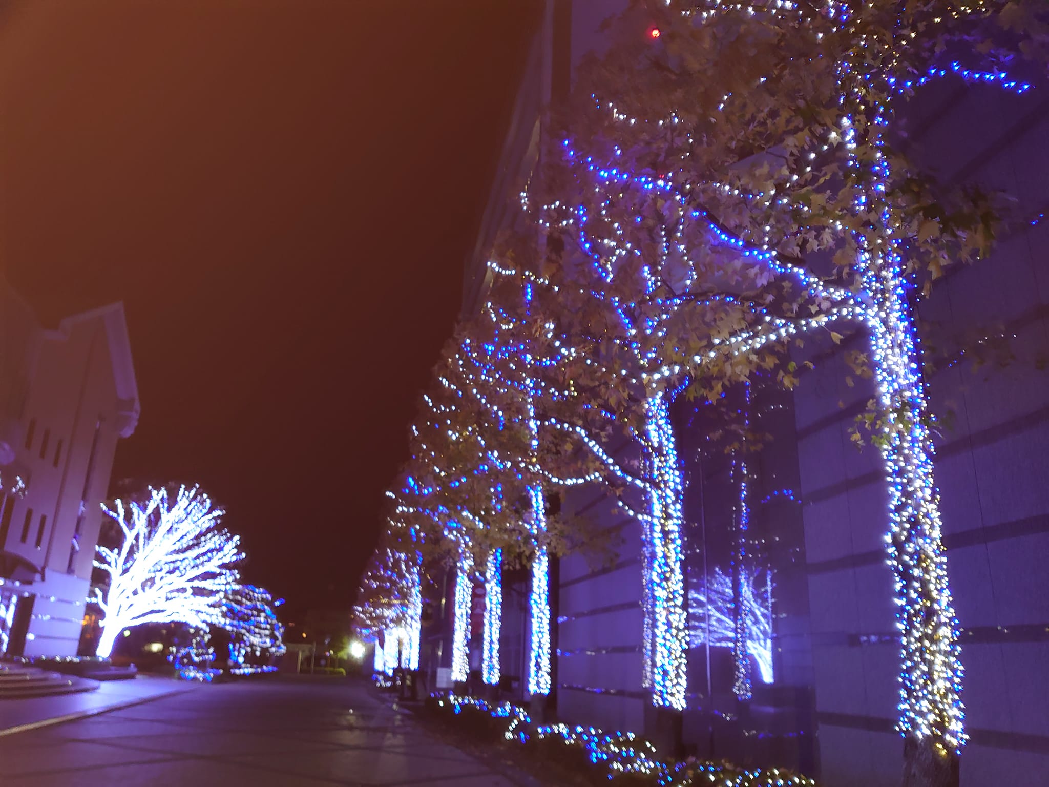 徳島文理大学イルミネーション