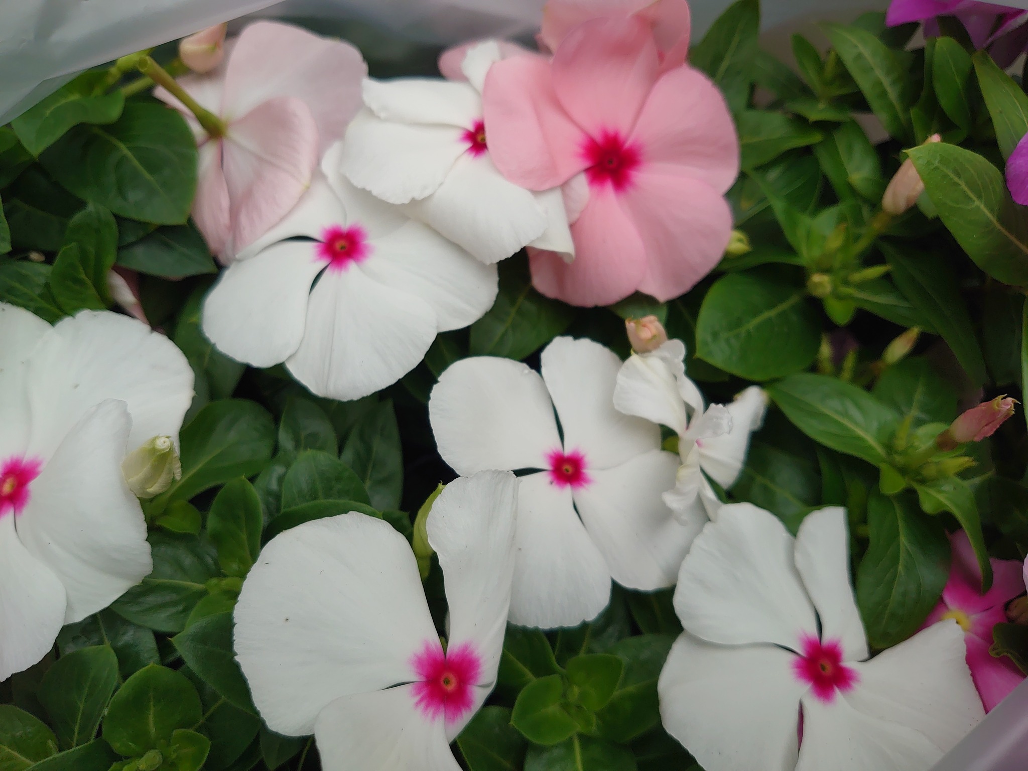 フラワーアレンジメント